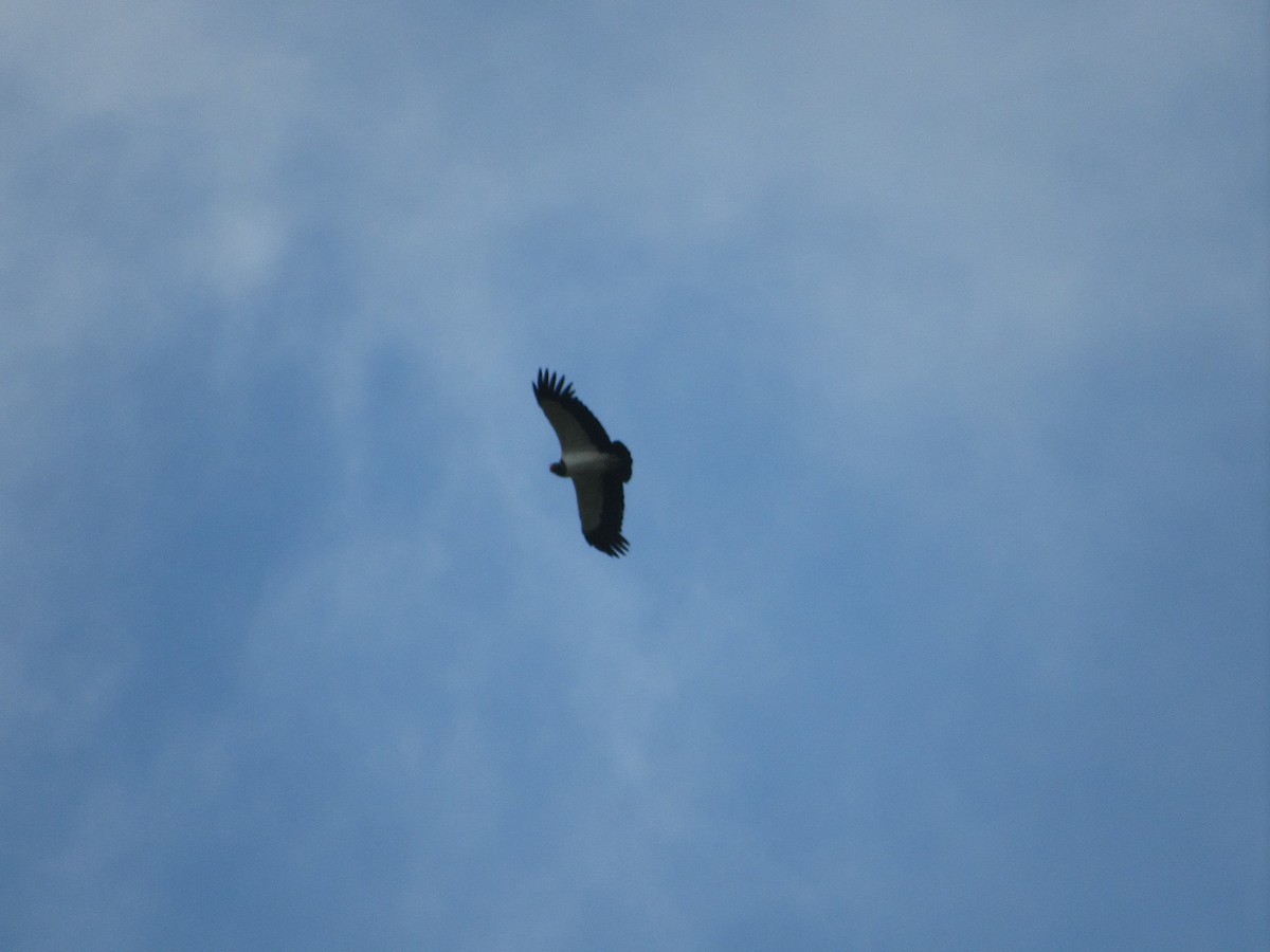 King Vulture - ML612096976