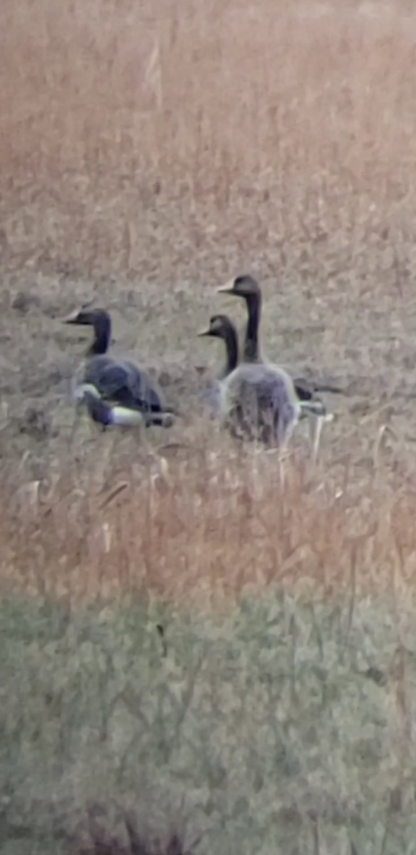 Greater White-fronted Goose - ML612096991