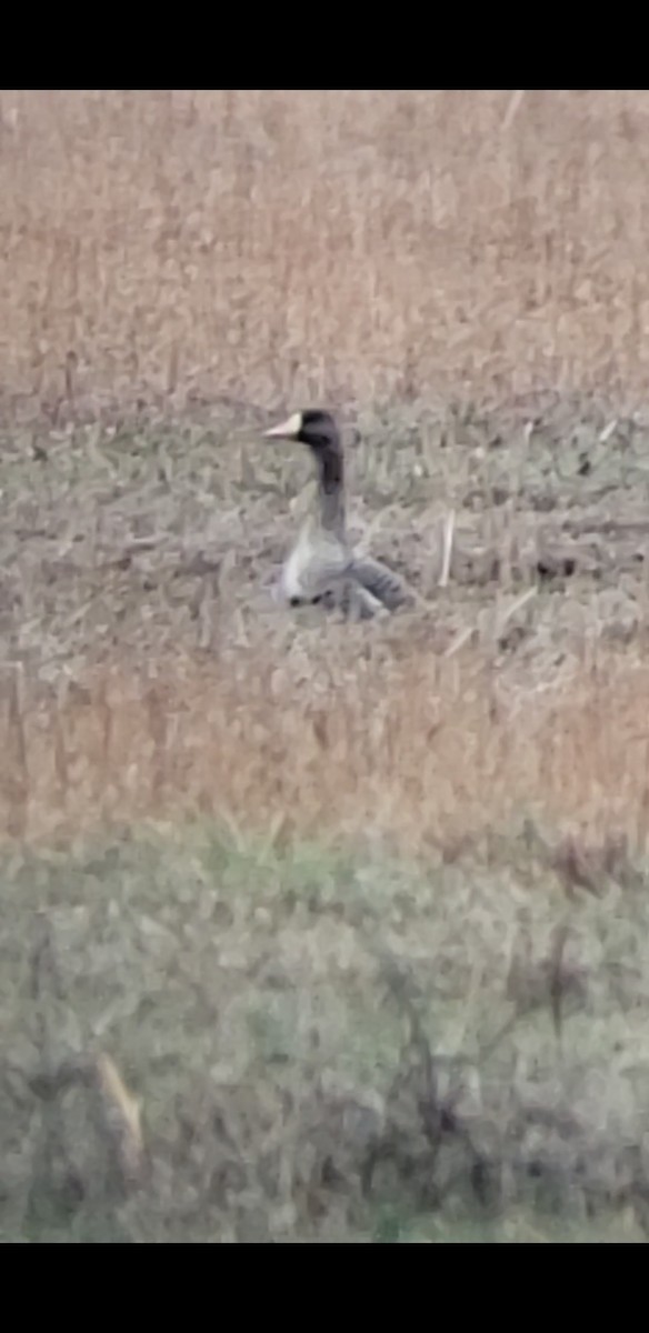 Greater White-fronted Goose - ML612096992