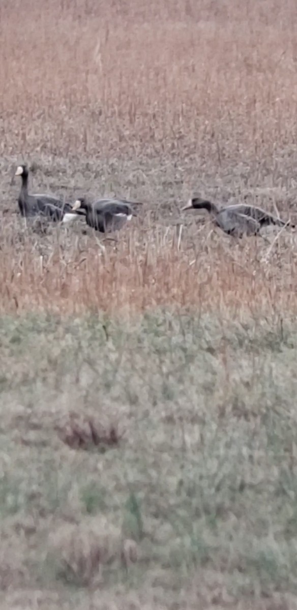 Greater White-fronted Goose - ML612096996