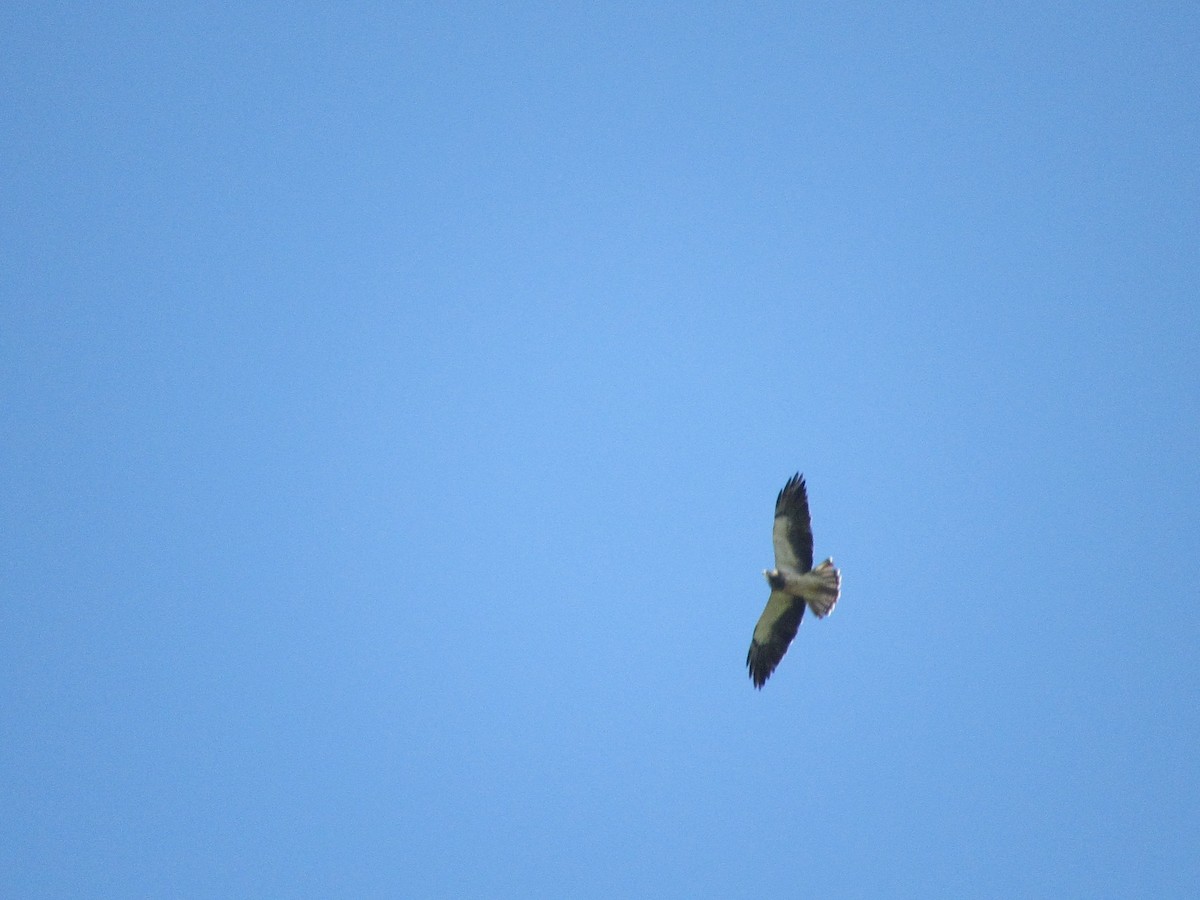 Swainson's Hawk - ML612096998