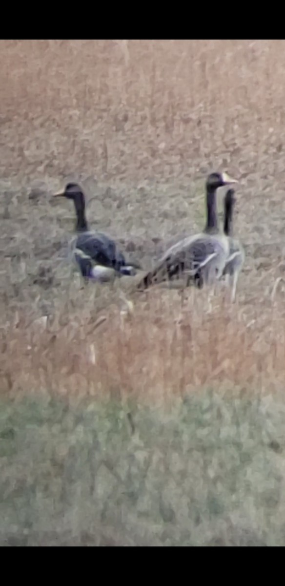 Greater White-fronted Goose - ML612096999