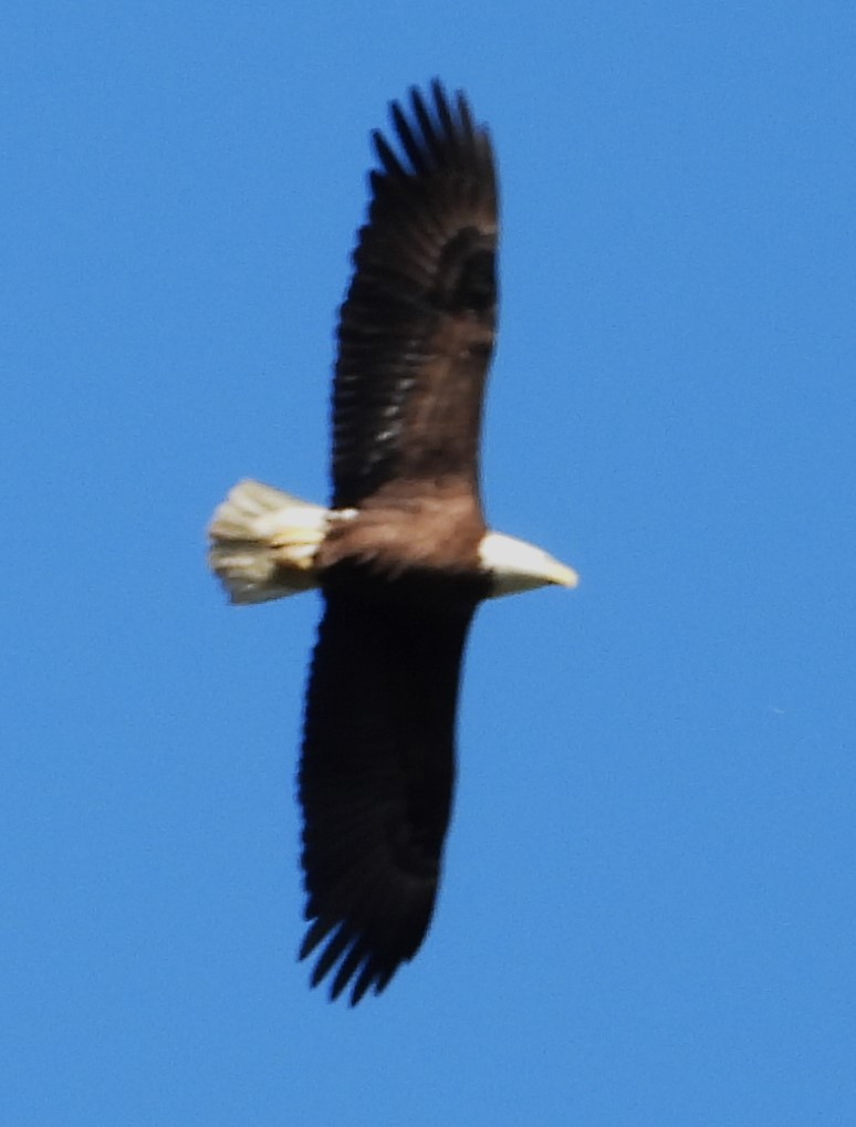 Bald Eagle - ML612097015