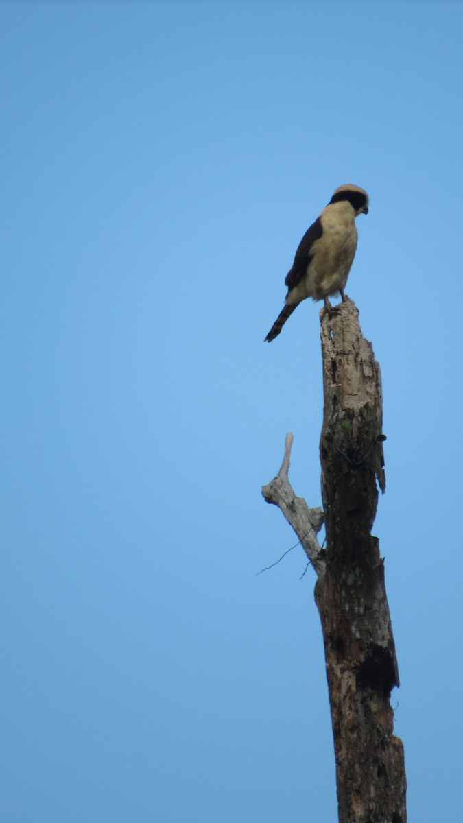 Laughing Falcon - ML612097025