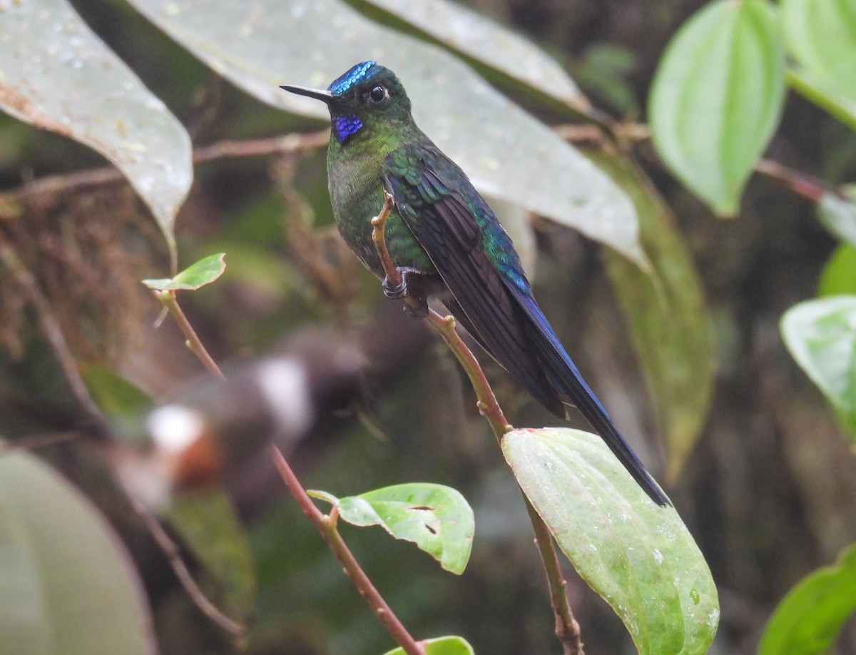 Violet-tailed Sylph - Sara Gravatt-Wimsatt