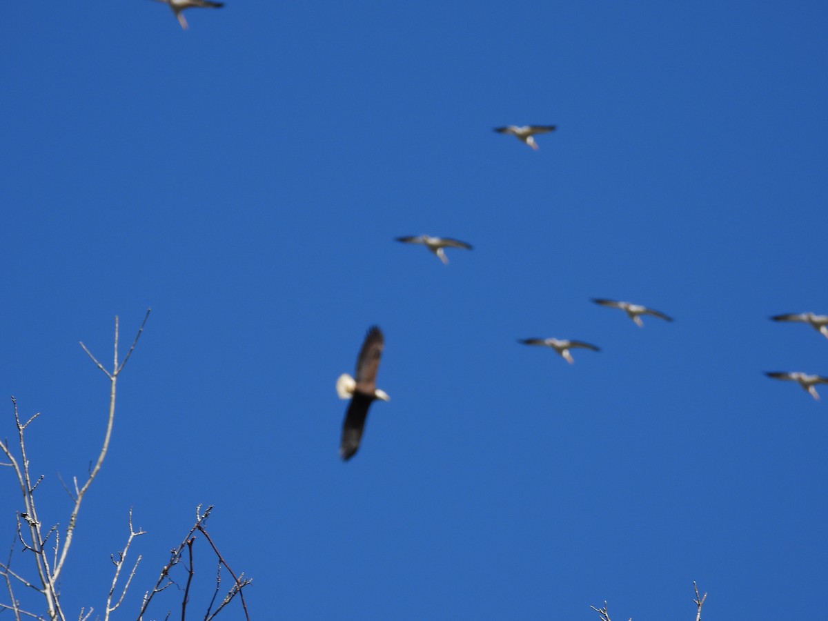 Bald Eagle - ML612097037