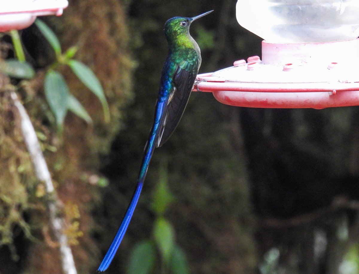 Violet-tailed Sylph - Sara Gravatt-Wimsatt