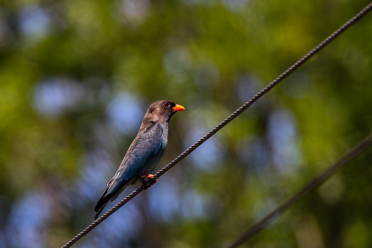 Dollarbird - ML612097061