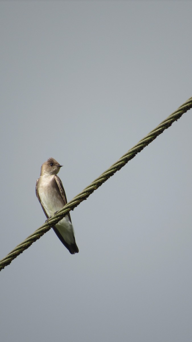 Northern Rough-winged Swallow - ML612097062