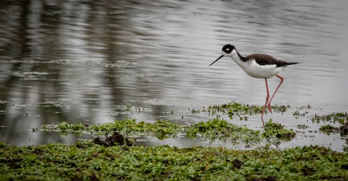 Black-necked Stilt - ML612097065