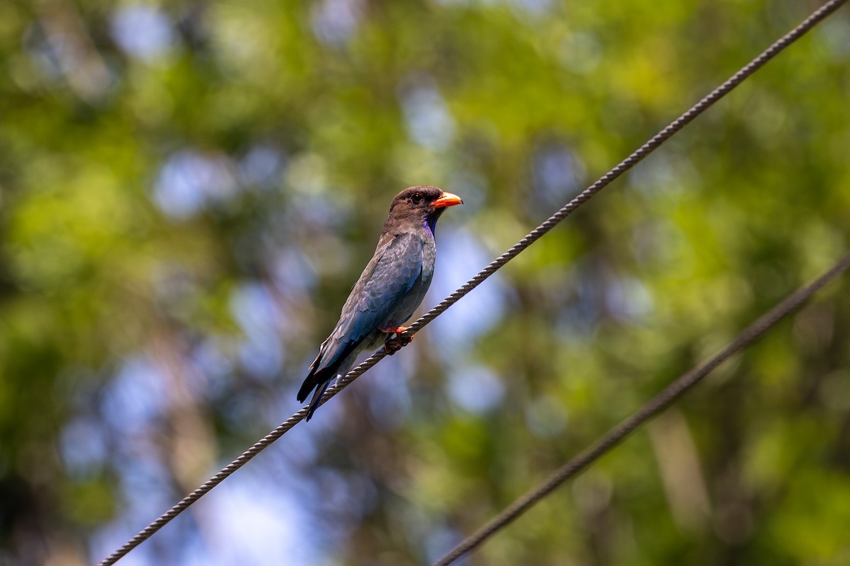 Dollarbird - ML612097069