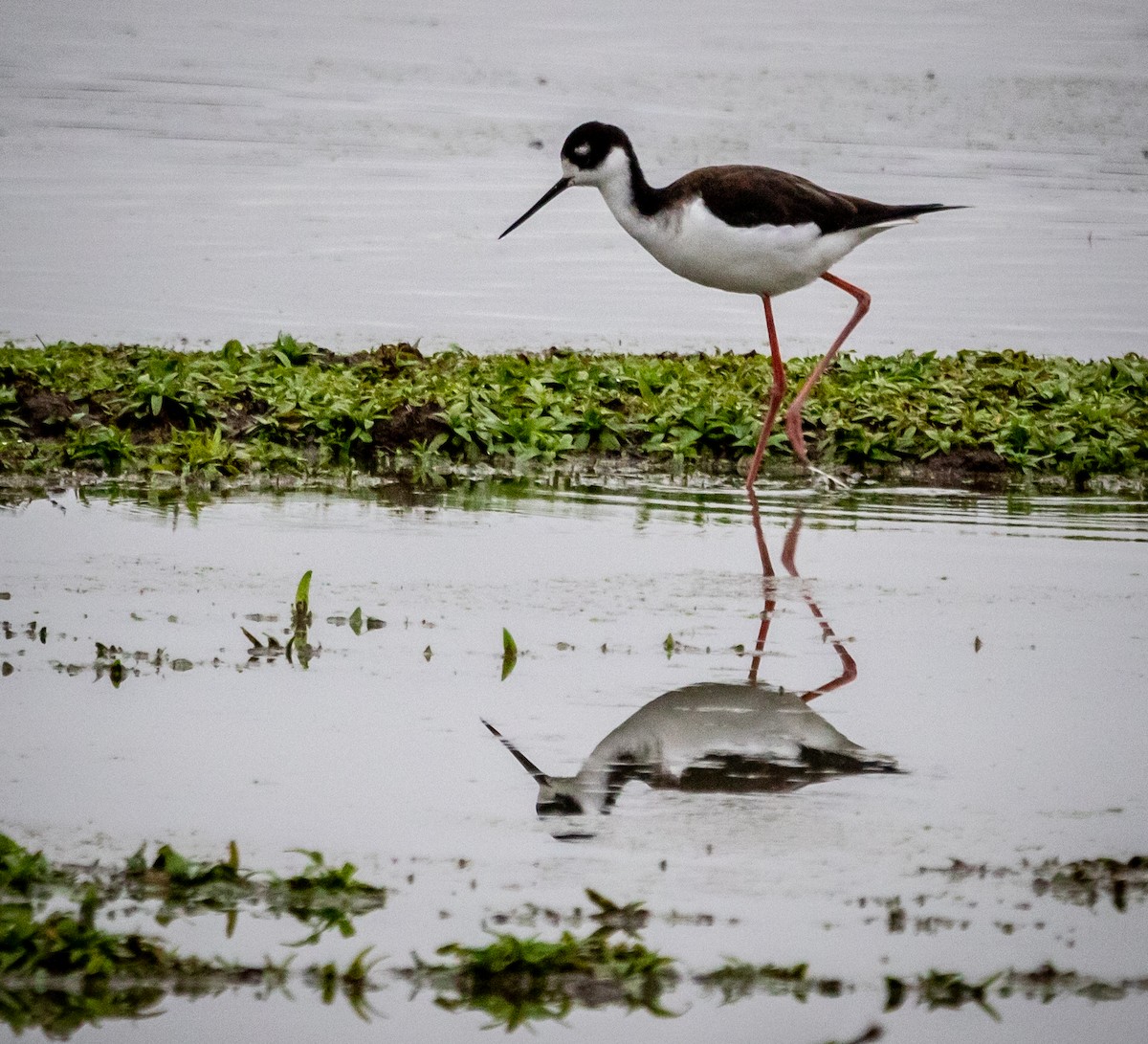 Black-necked Stilt - ML612097090