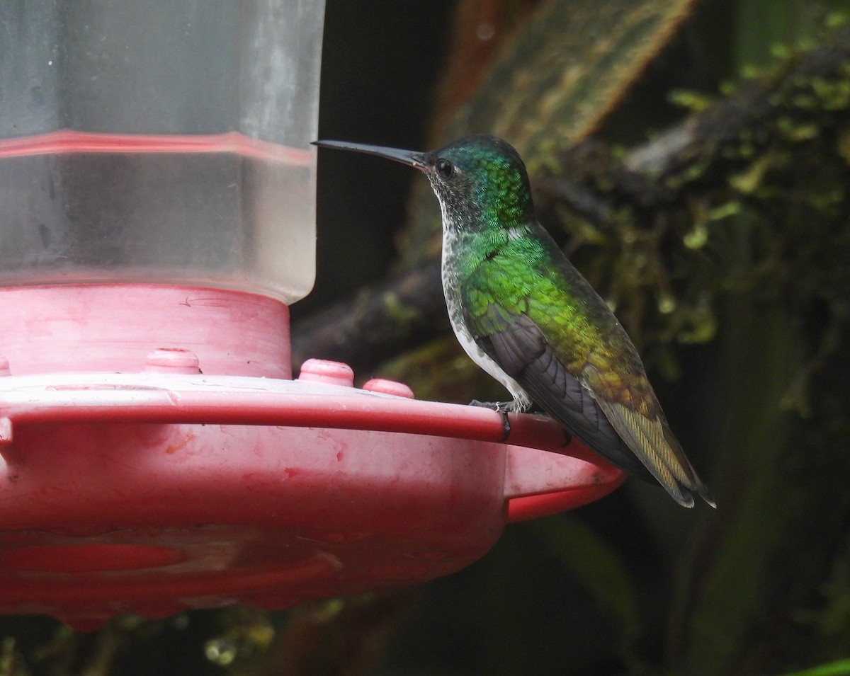 Andean Emerald - ML612097100