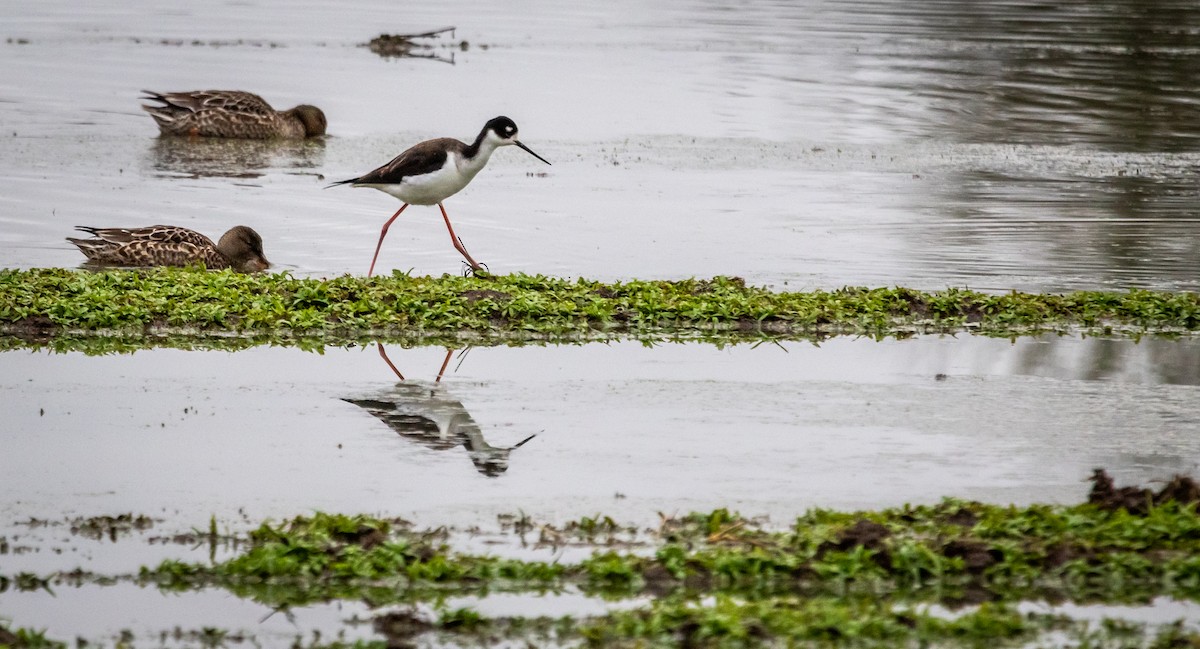 Black-necked Stilt - Pat Snyder