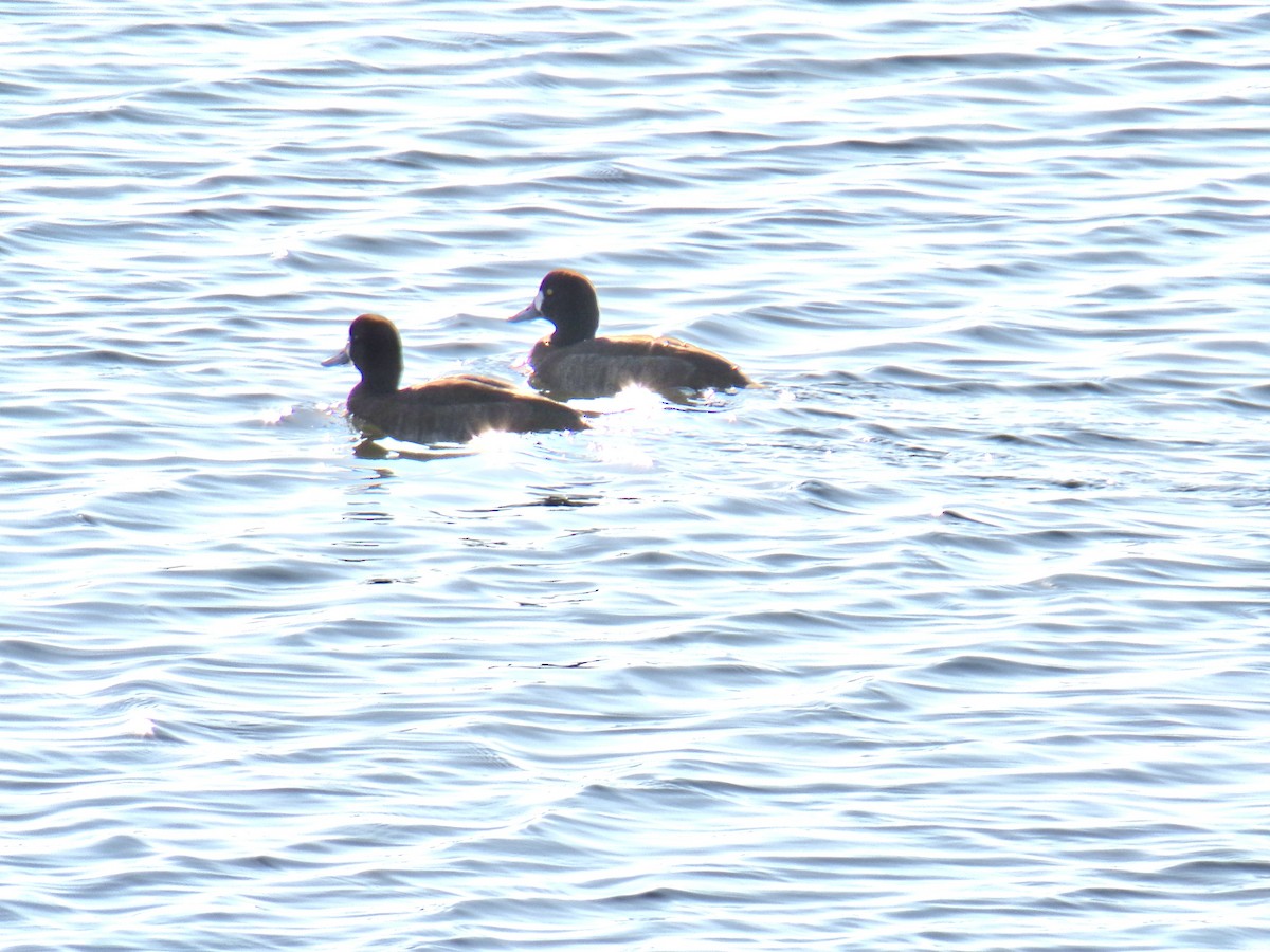 Greater Scaup - Aquiles Enriquez