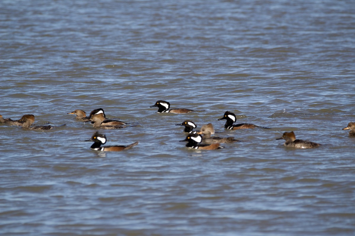 Hooded Merganser - Brian Stephan