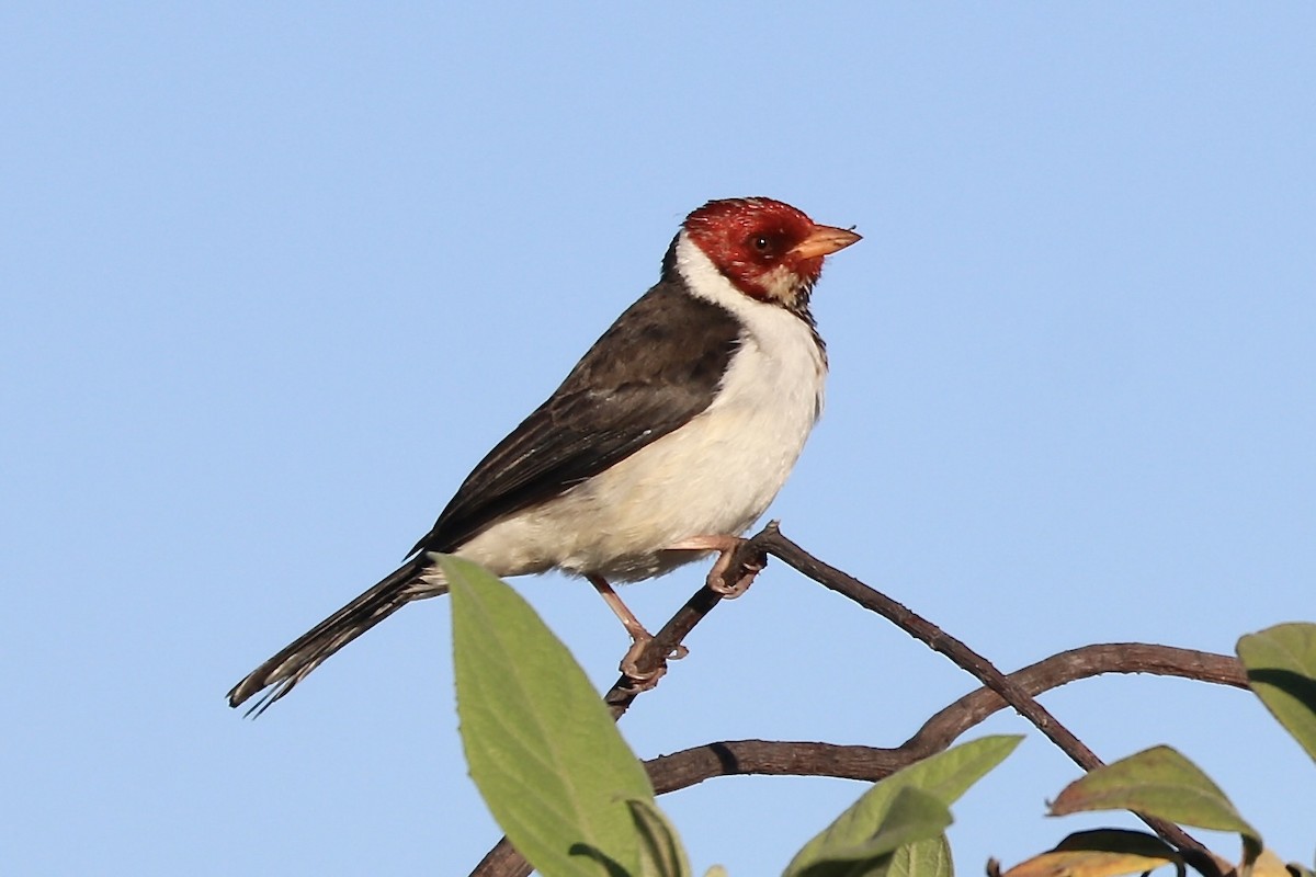 Yellow-billed Cardinal - ML612097124