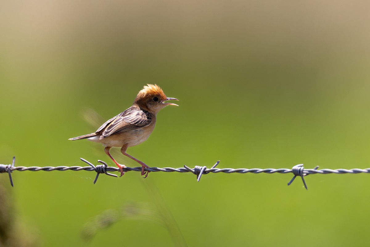 Golden-headed Cisticola - Chris Kennelly