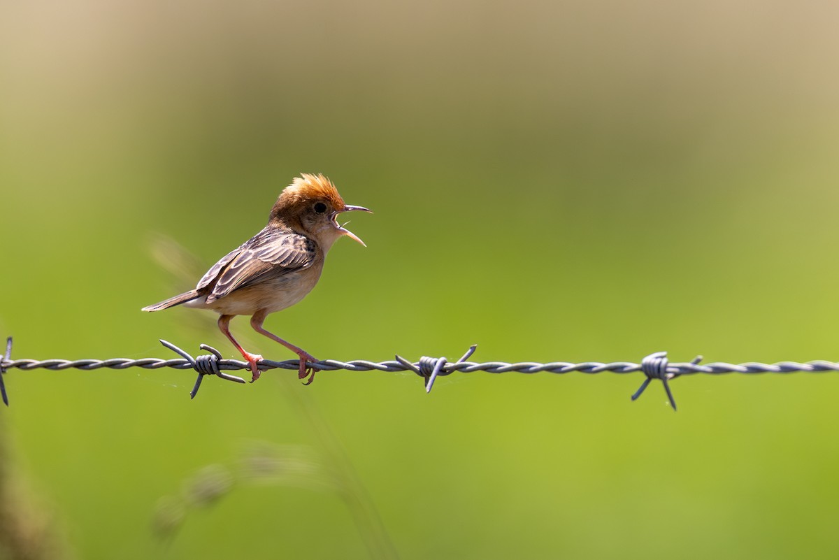 Golden-headed Cisticola - ML612097136