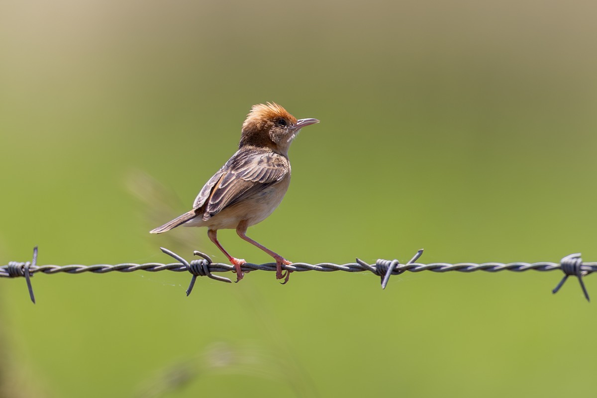 Golden-headed Cisticola - ML612097165