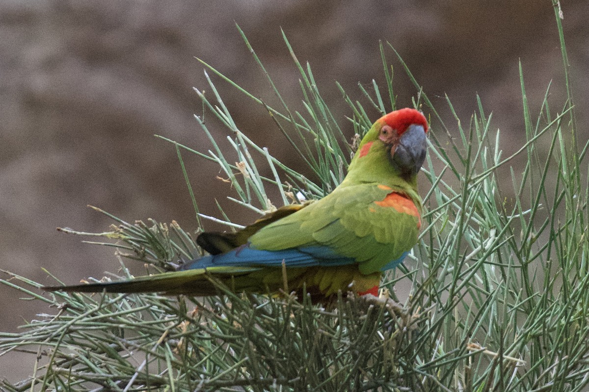 Guacamayo de Cochabamba - ML612097169