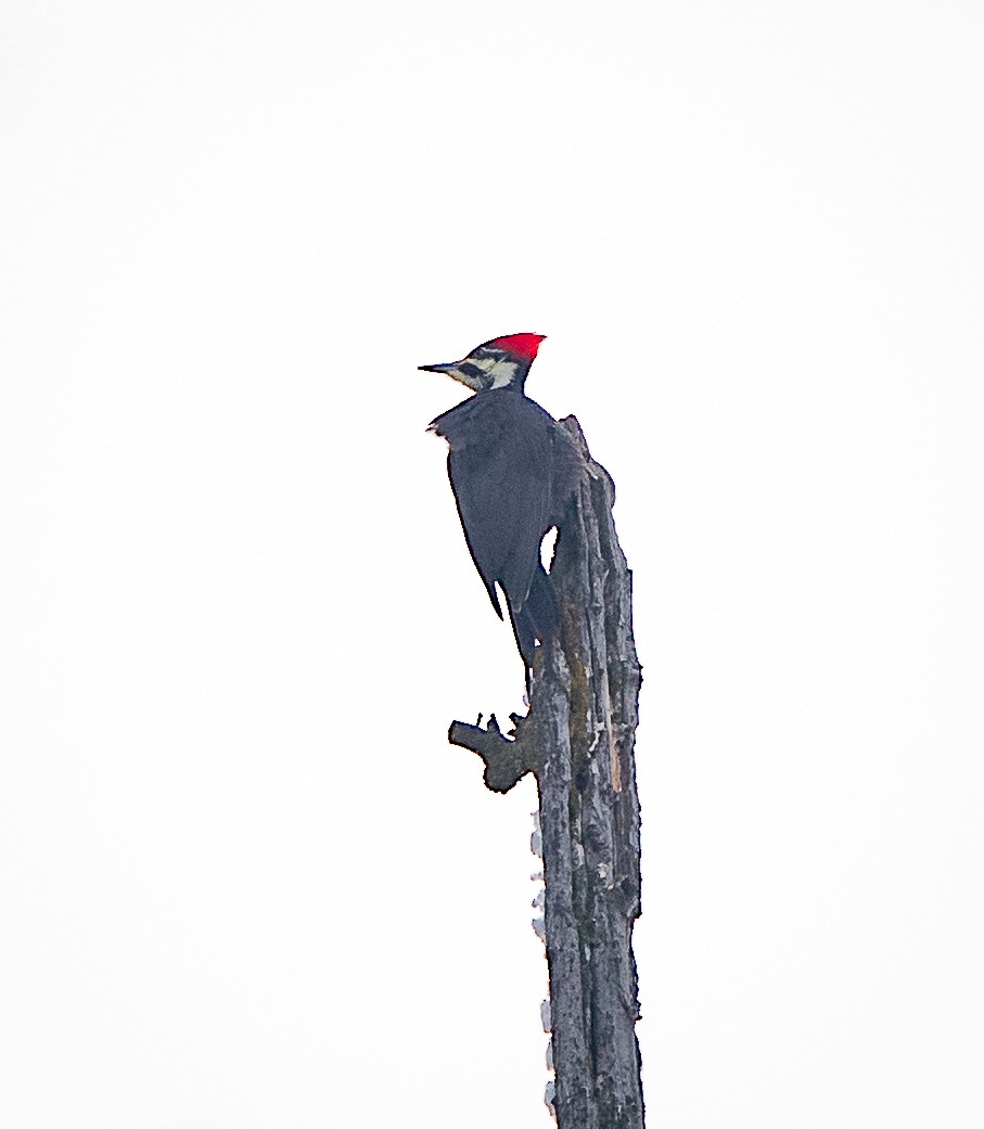 Pileated Woodpecker - ML612097176