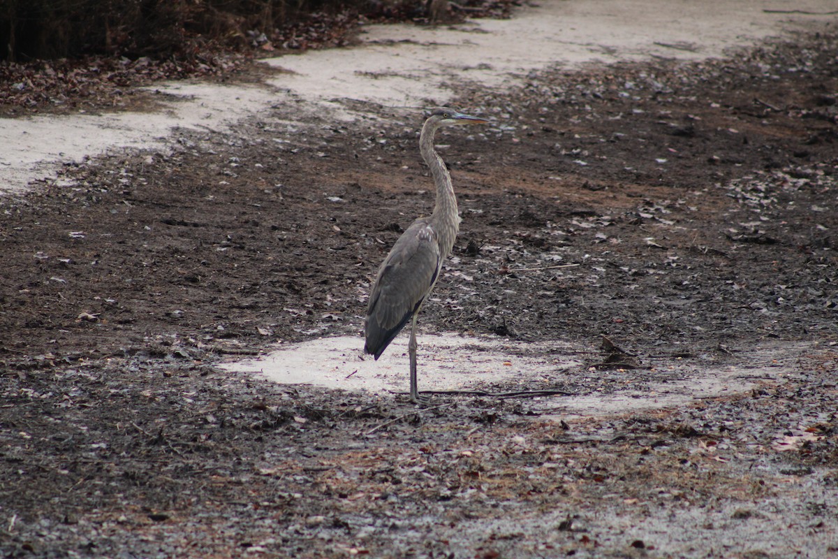 Great Blue Heron - ML612097257