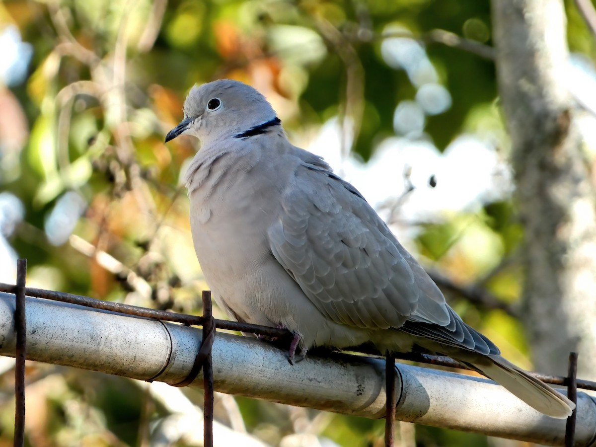 Eurasian Collared-Dove - ML612097359