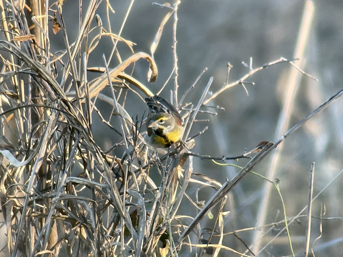 Dickcissel - ML612097523