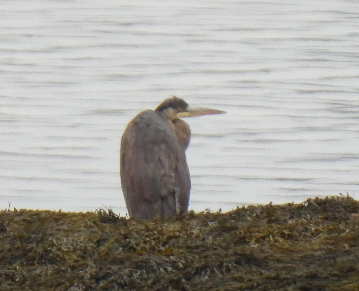 Great Blue Heron - Susanne Meidel