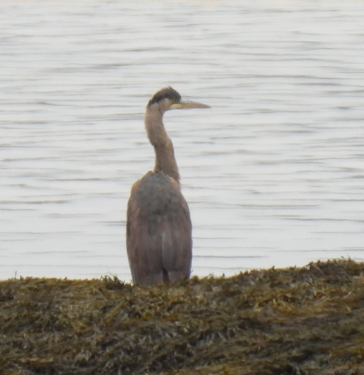 Great Blue Heron - Susanne Meidel