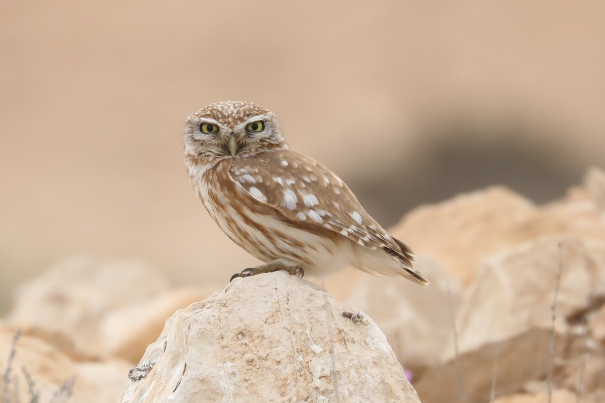 Little Owl (Lilith) - ML612097574