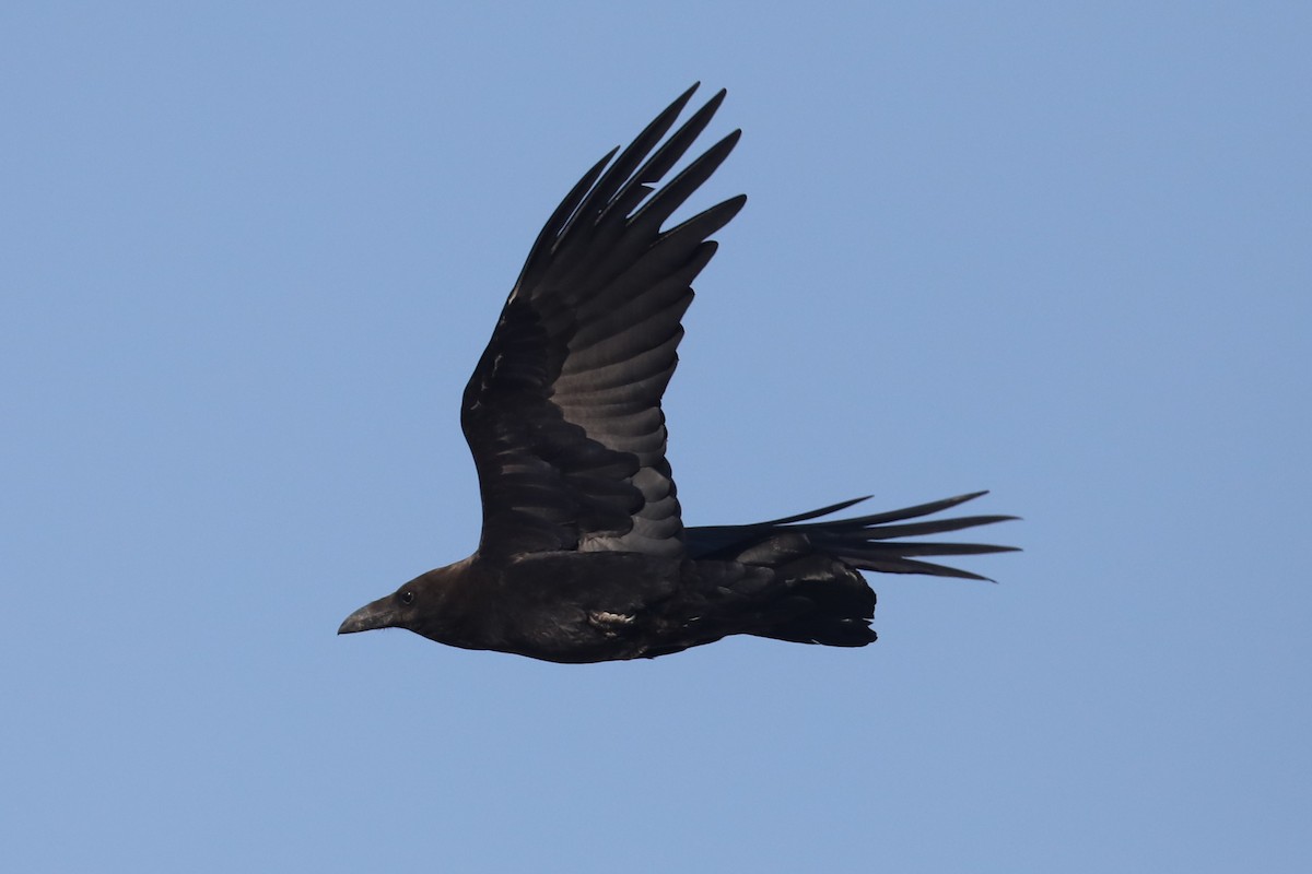 Brown-necked Raven - ML612097593