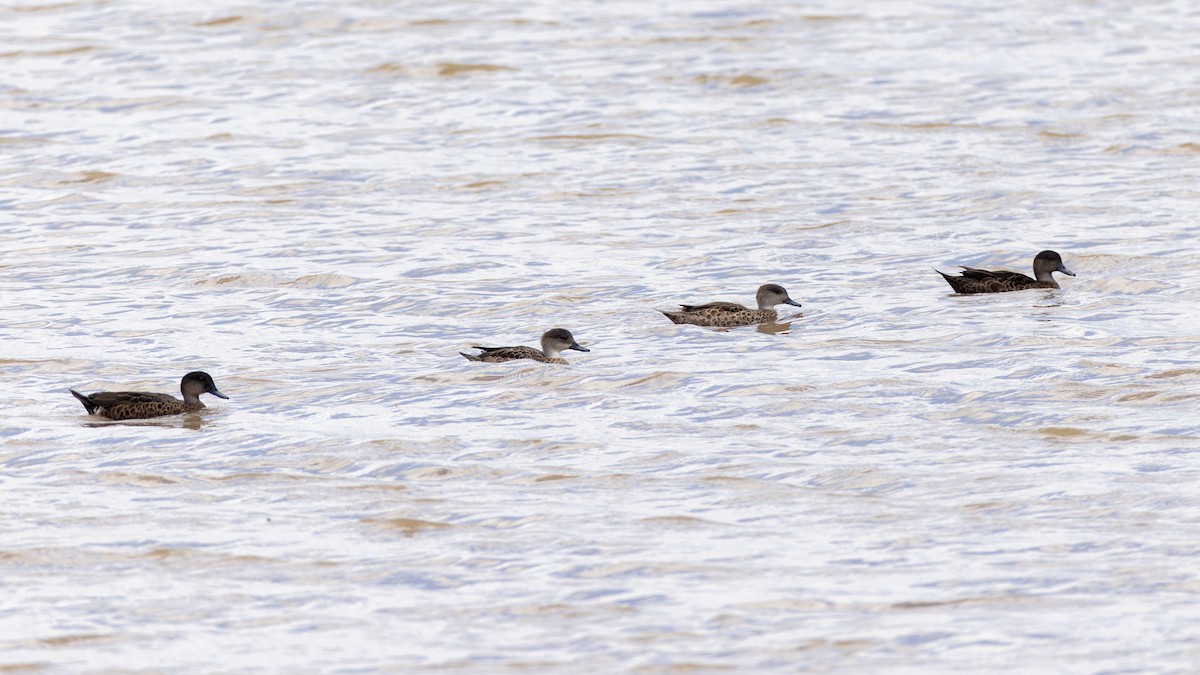 Gray/Chestnut Teal - Chris Kennelly