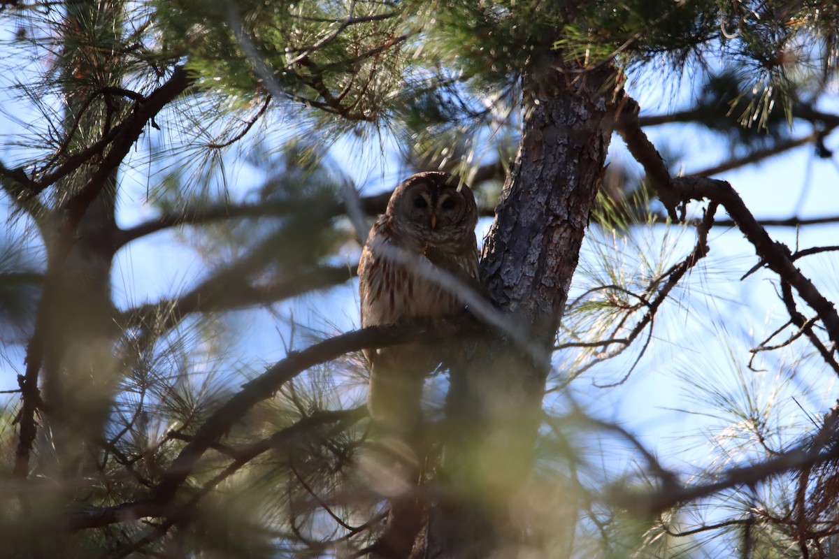 Barred Owl - ML612097717