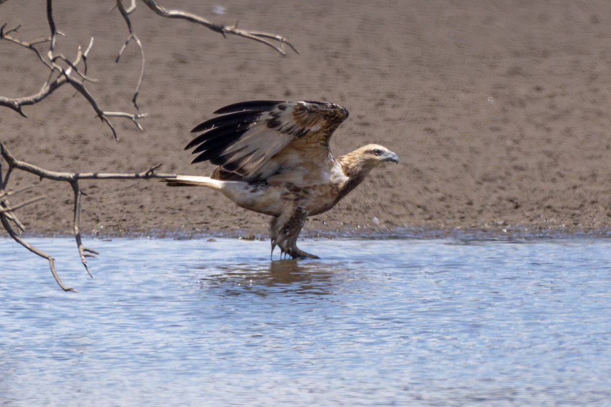 White-bellied Sea-Eagle - ML612097756