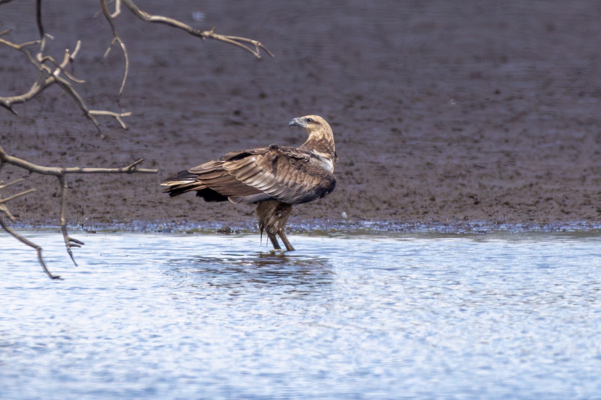 White-bellied Sea-Eagle - ML612097762