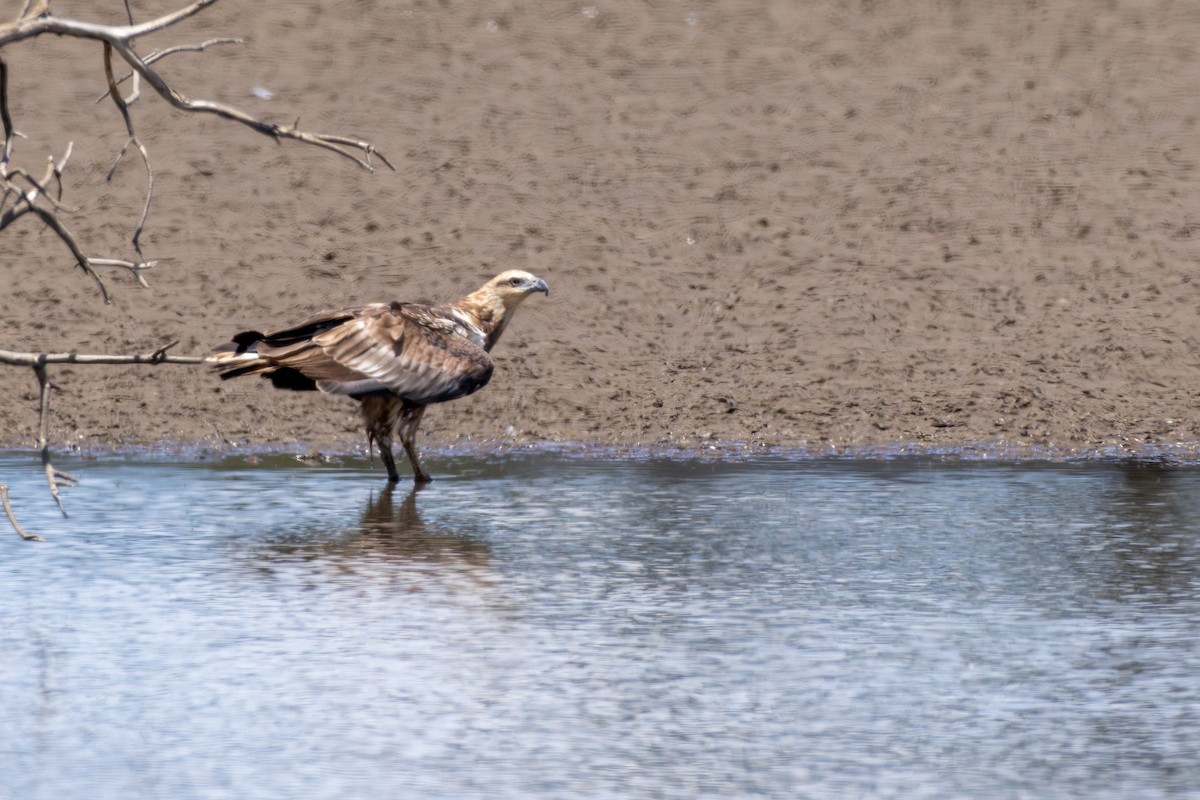 White-bellied Sea-Eagle - ML612097765