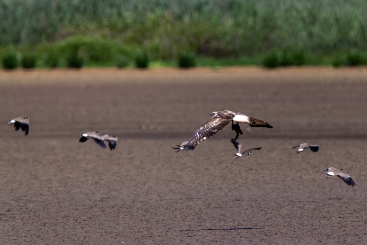 White-bellied Sea-Eagle - ML612097777