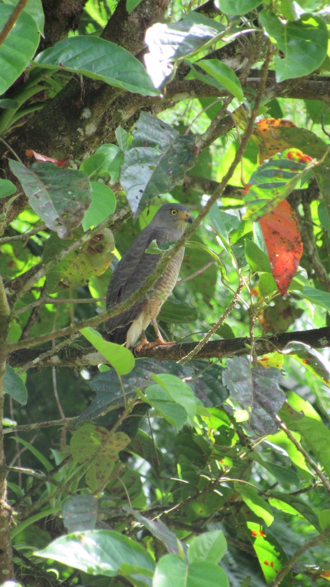 Roadside Hawk - ML612097778