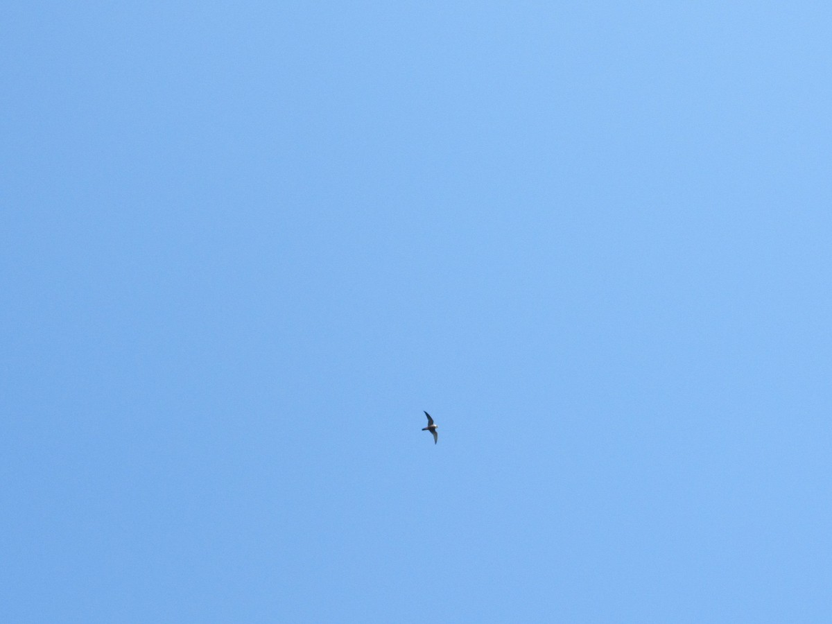 Bat Falcon - ML612097819