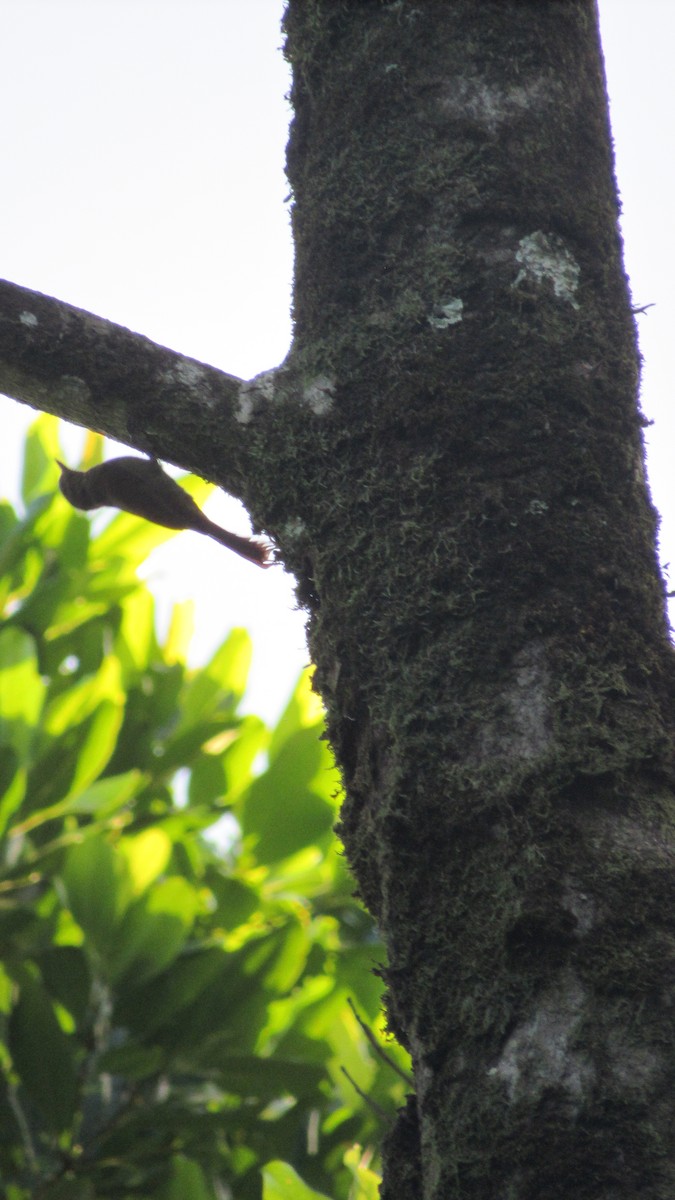 Northern Plain-Xenops - ML612097843