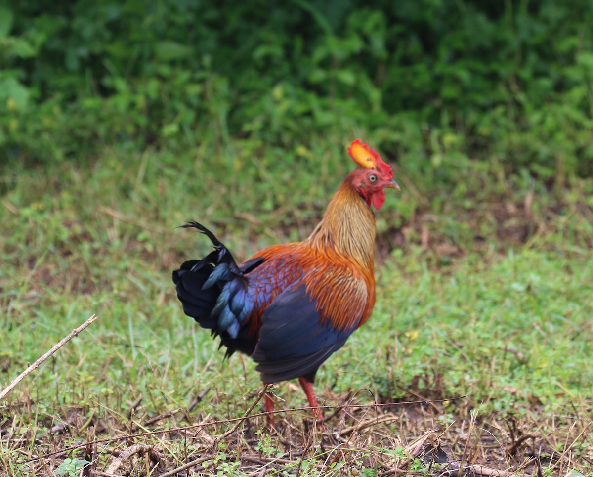 Sri Lanka Junglefowl - ML612097883