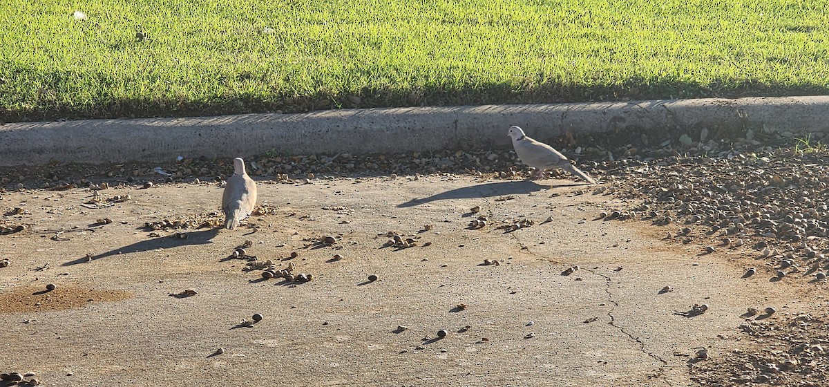 Eurasian Collared-Dove - ML612097885