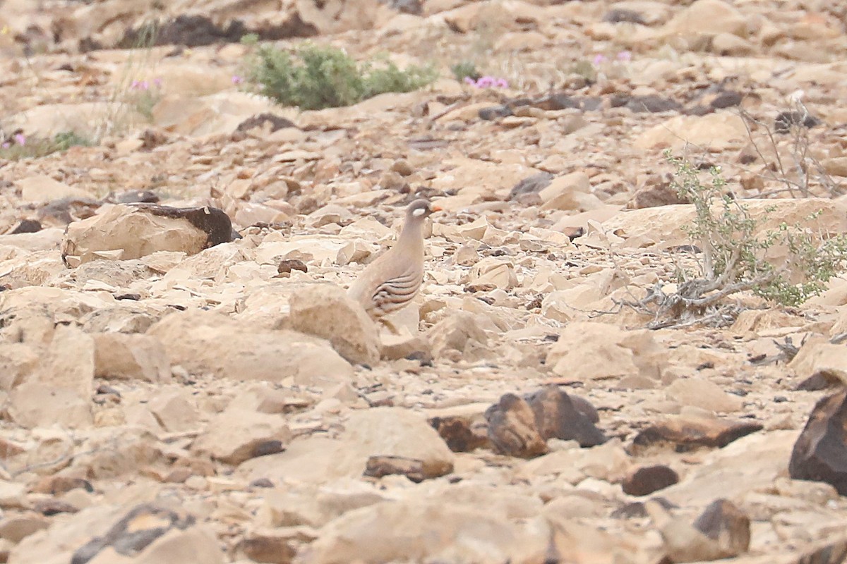 Sand Partridge - ML612097933