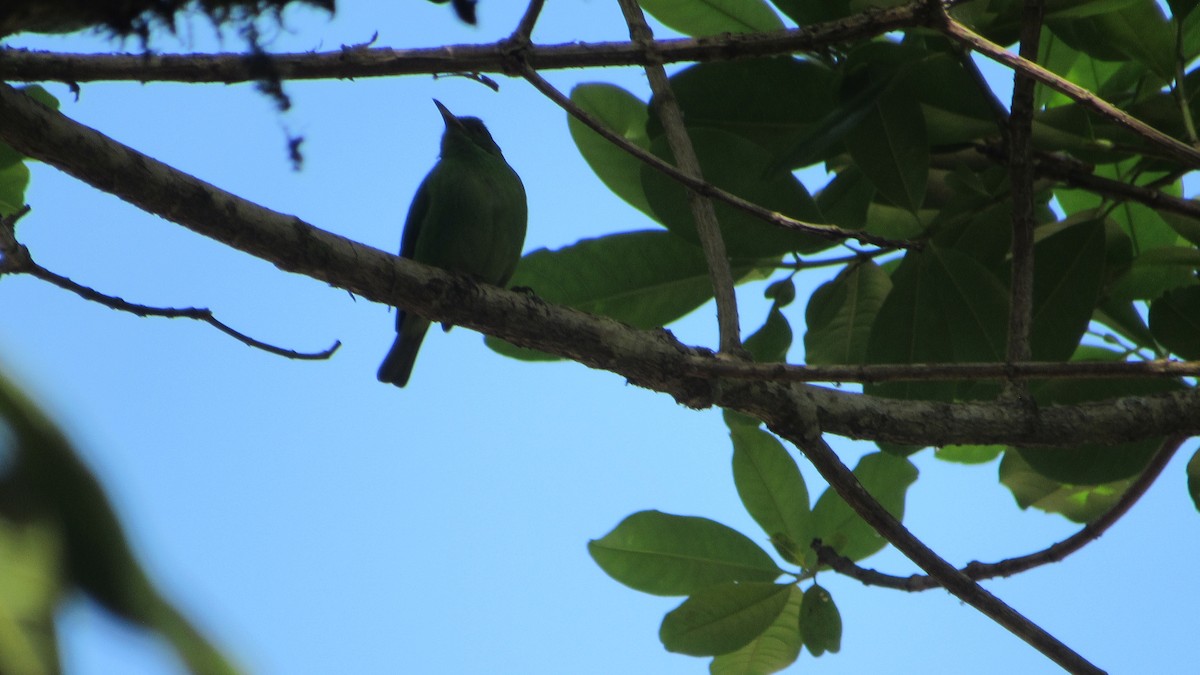 Green Honeycreeper - ML612097940