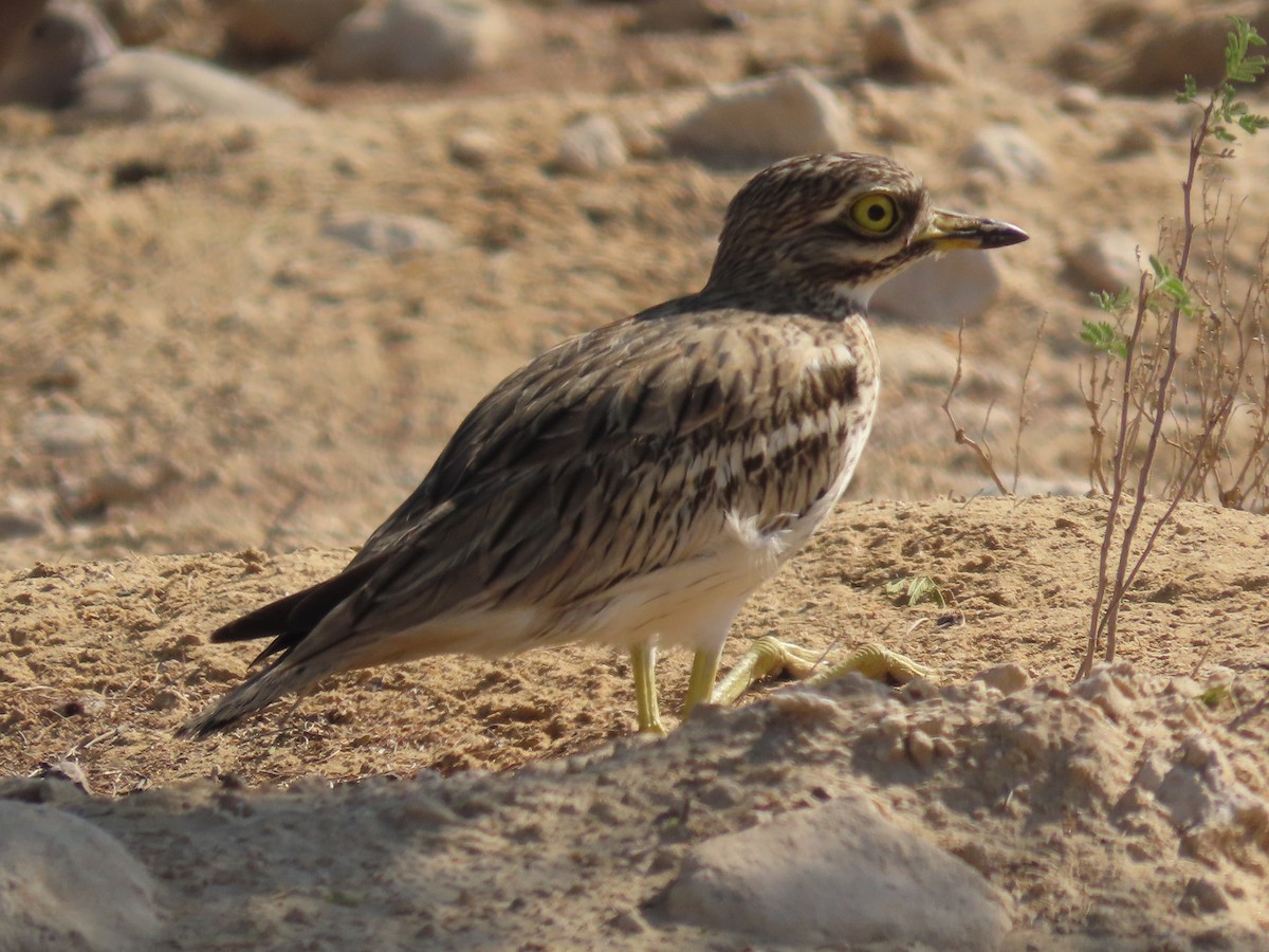 Eurasian Thick-knee - ML612097986