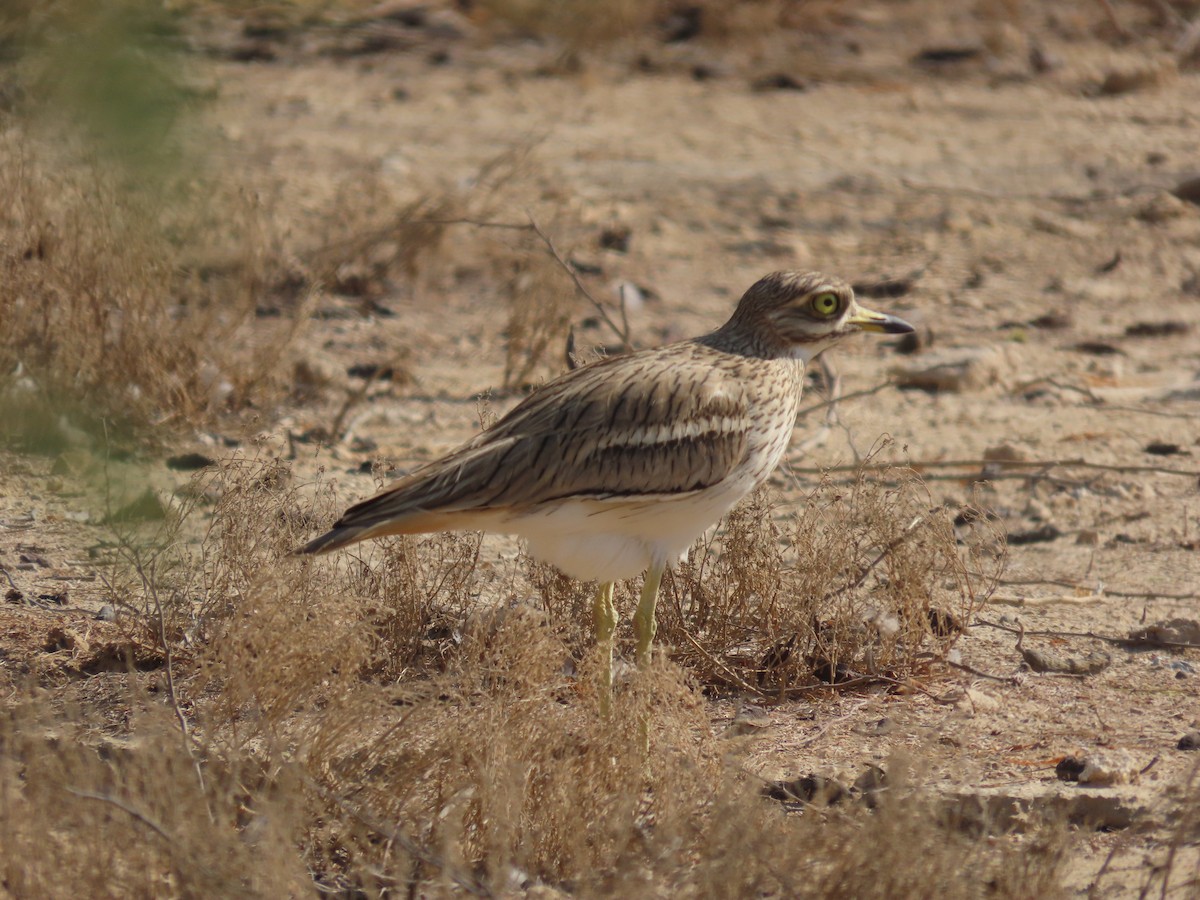 Eurasian Thick-knee - Jeff Hopkins