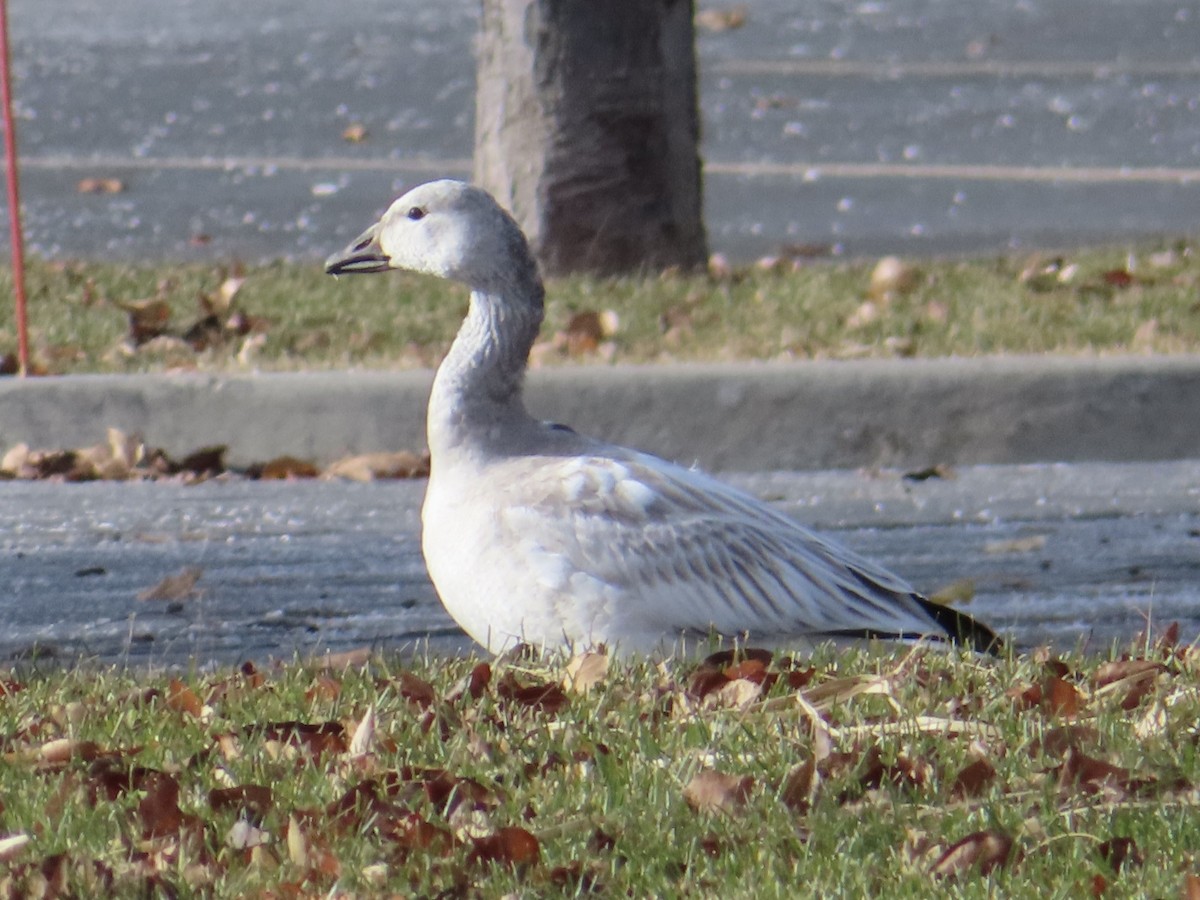 Snow Goose - A Branch