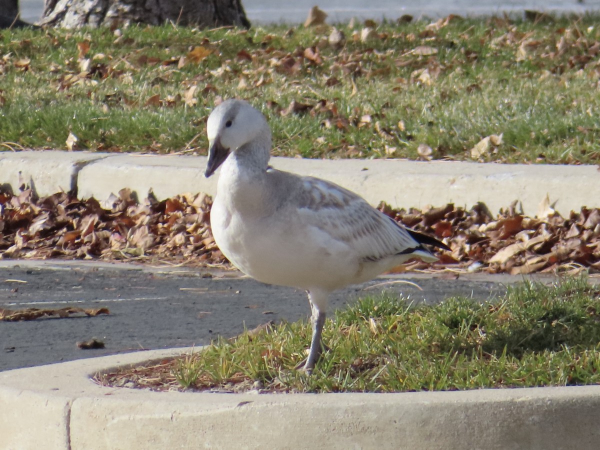 Snow Goose - ML612098063